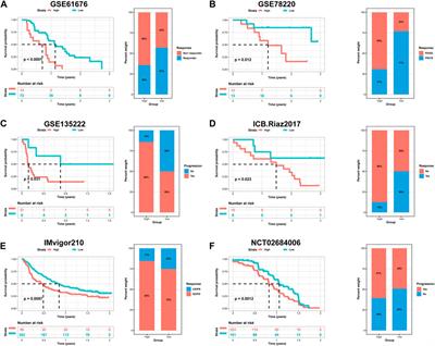 Identification and validation of prognostic and immunotherapeutic responses in esophageal squamous carcinoma based on hypoxia phenotype-related genes
